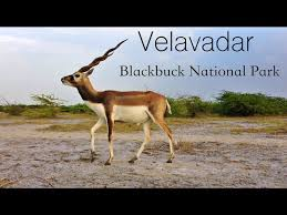 Velavadar Blackbuck National Park (Bhavnagar)